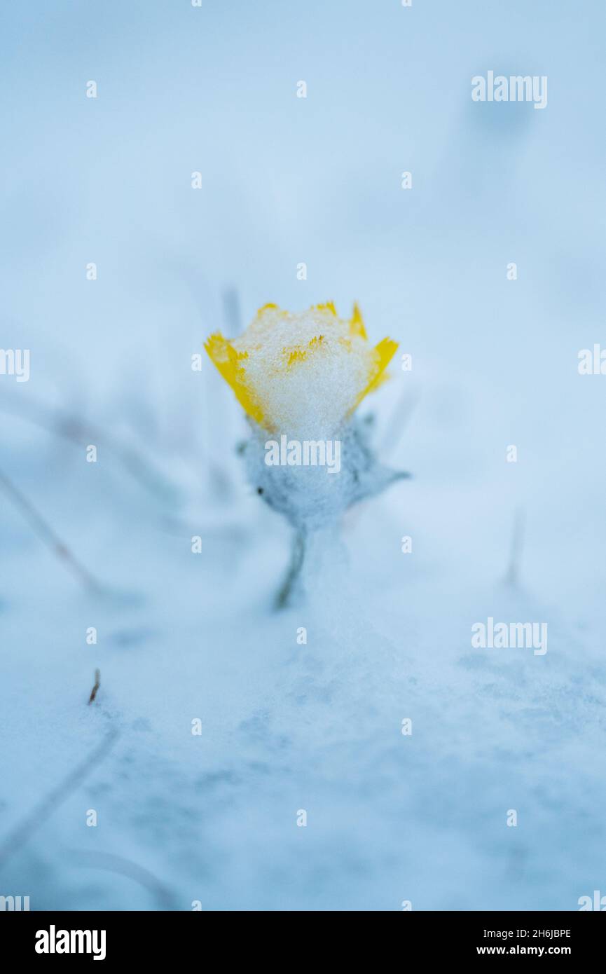 alpine Blume bedeckt mit Schnee und Eis nach nächtem Schneefall in Capanna Cadlimo, Tessin Stockfoto