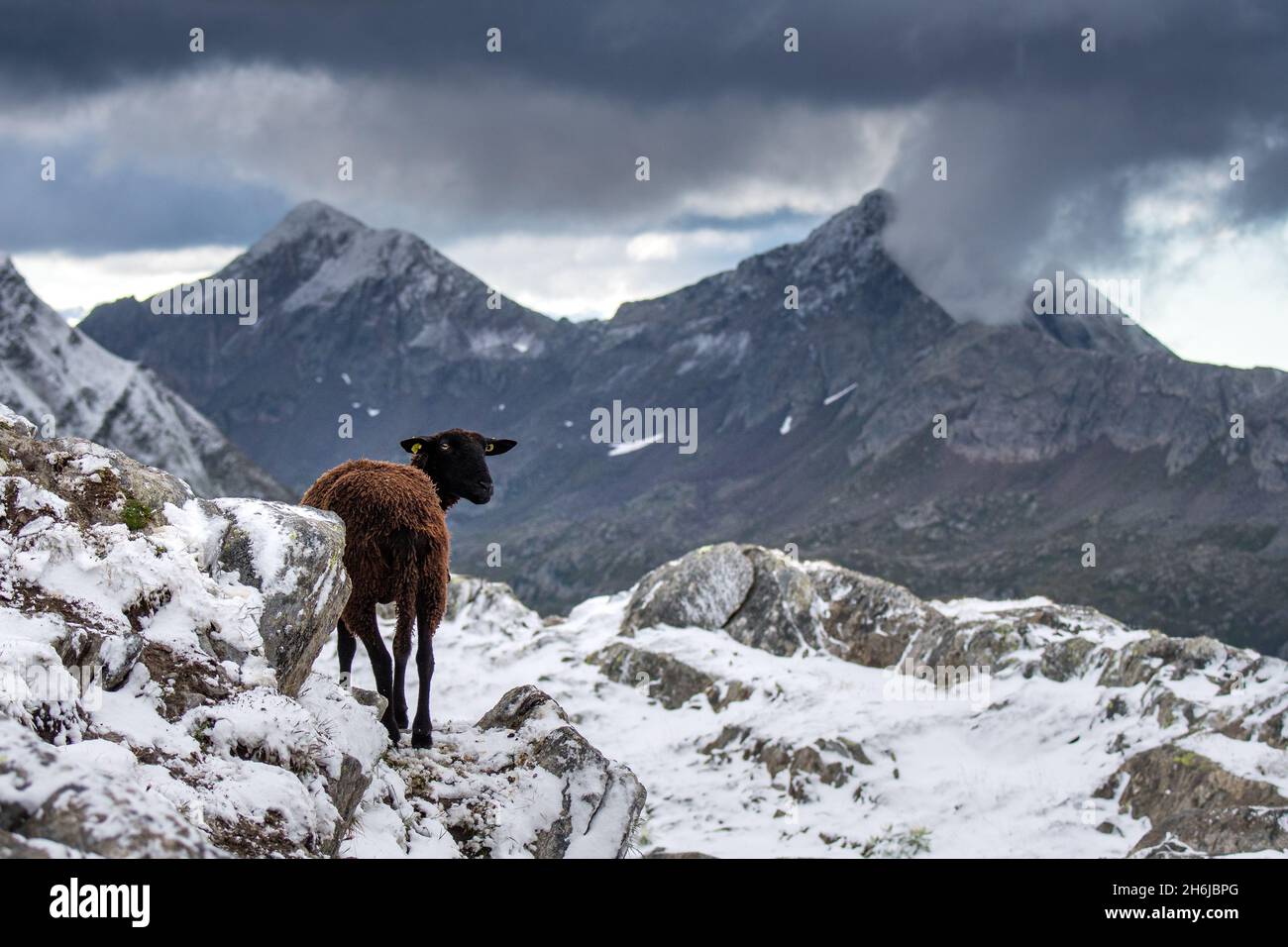 Schwarze Schafe in den schweizer alpen im Schnee Stockfoto