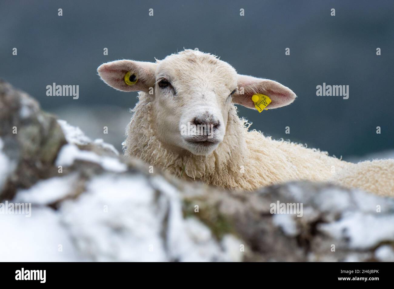 Porträt eines jungen Schafes in den schweizer alpen im Schnee Stockfoto