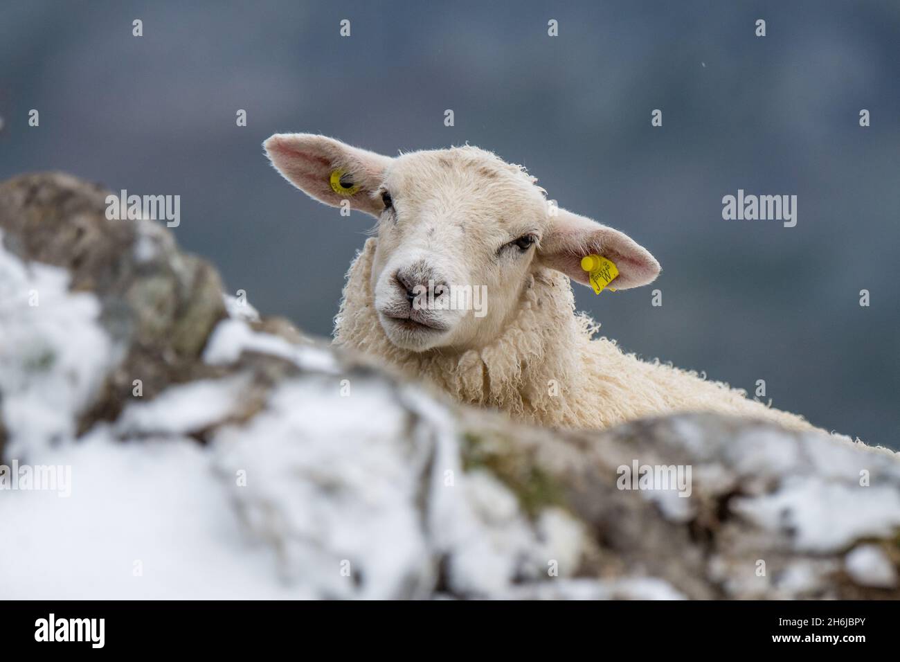 Porträt eines jungen Schafes in den schweizer alpen im Schnee Stockfoto