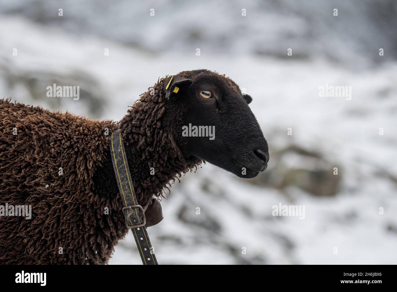 Porträt eines schwarzen Schafes in den schweizer alpen im Schnee Stockfoto