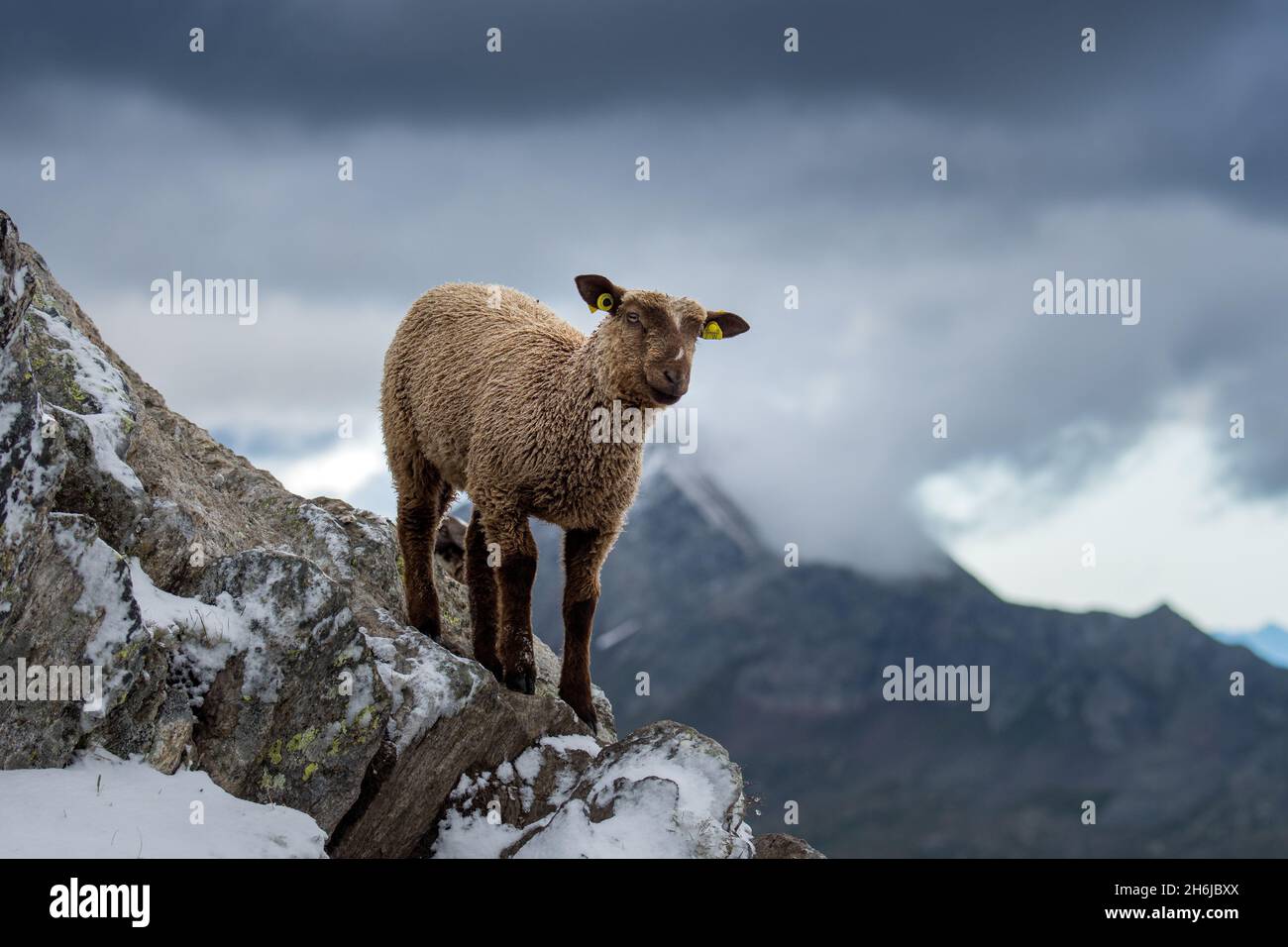 Ein junges Schaf in den schweizer alpen im Schnee Stockfoto