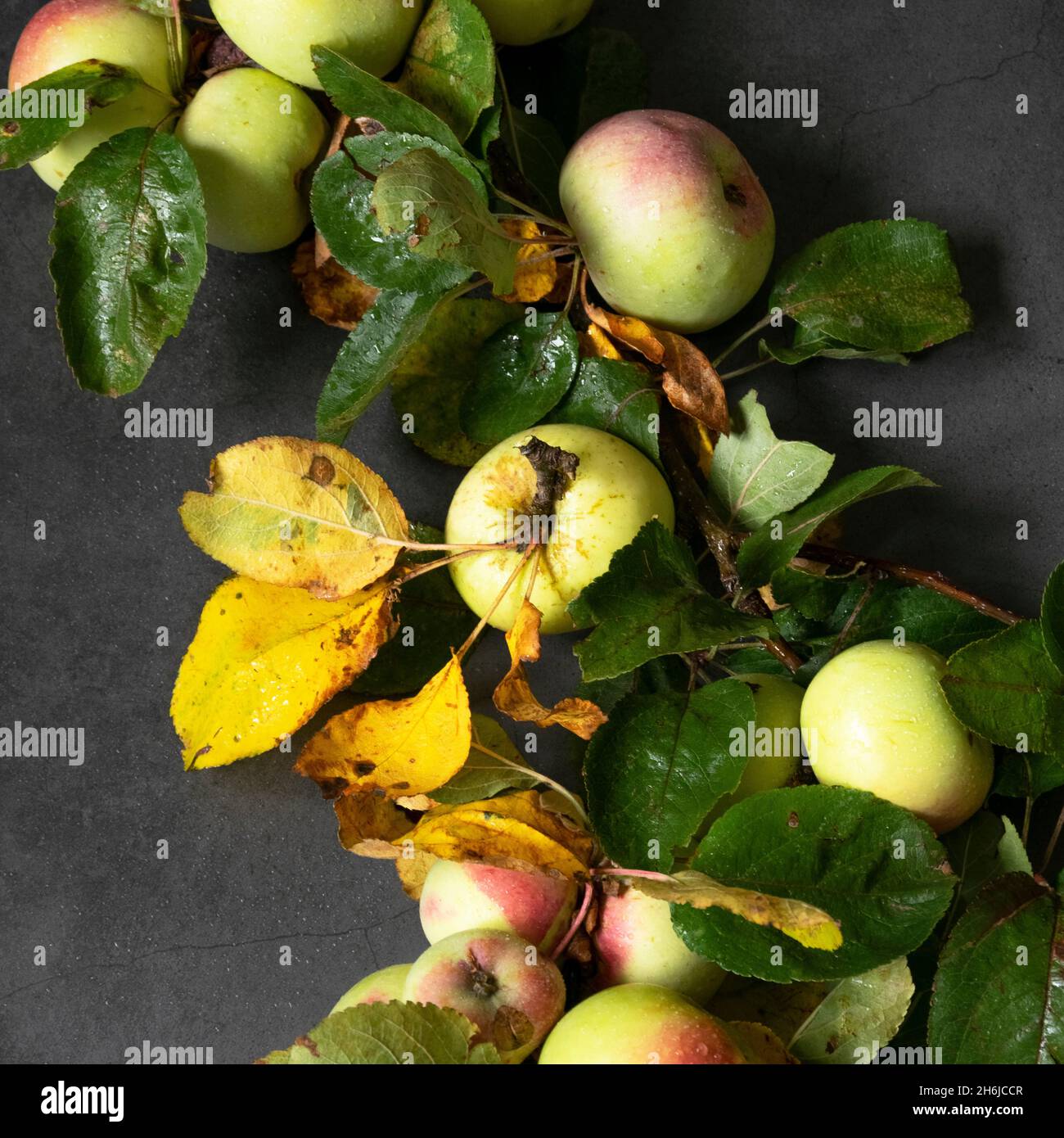 Frische grüne rote Äpfel mit frischen Blättern auf grauem Hintergrund. Stockfoto