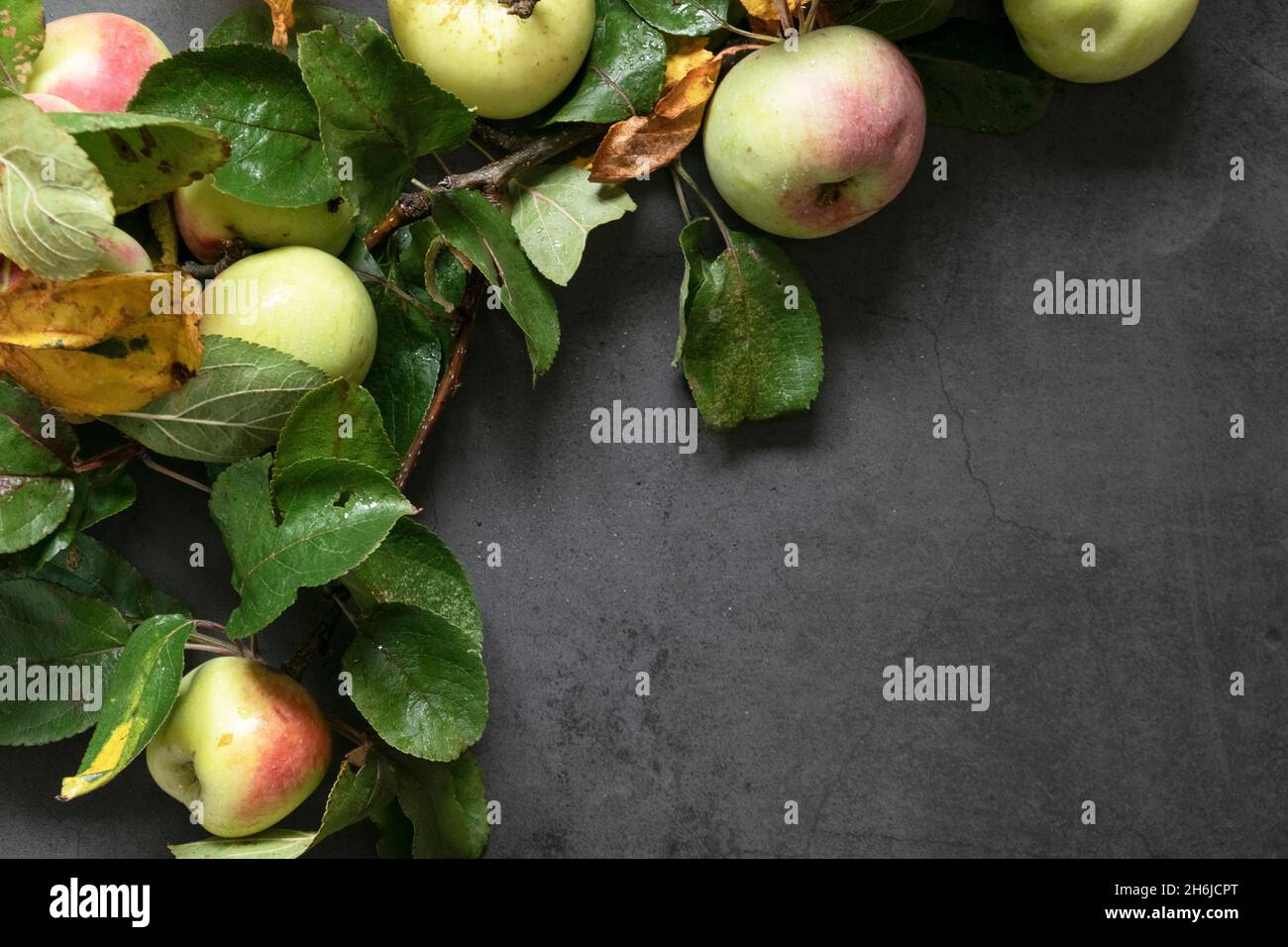 Frische grüne rote Äpfel mit frischen Blättern auf grauem Hintergrund. Stockfoto