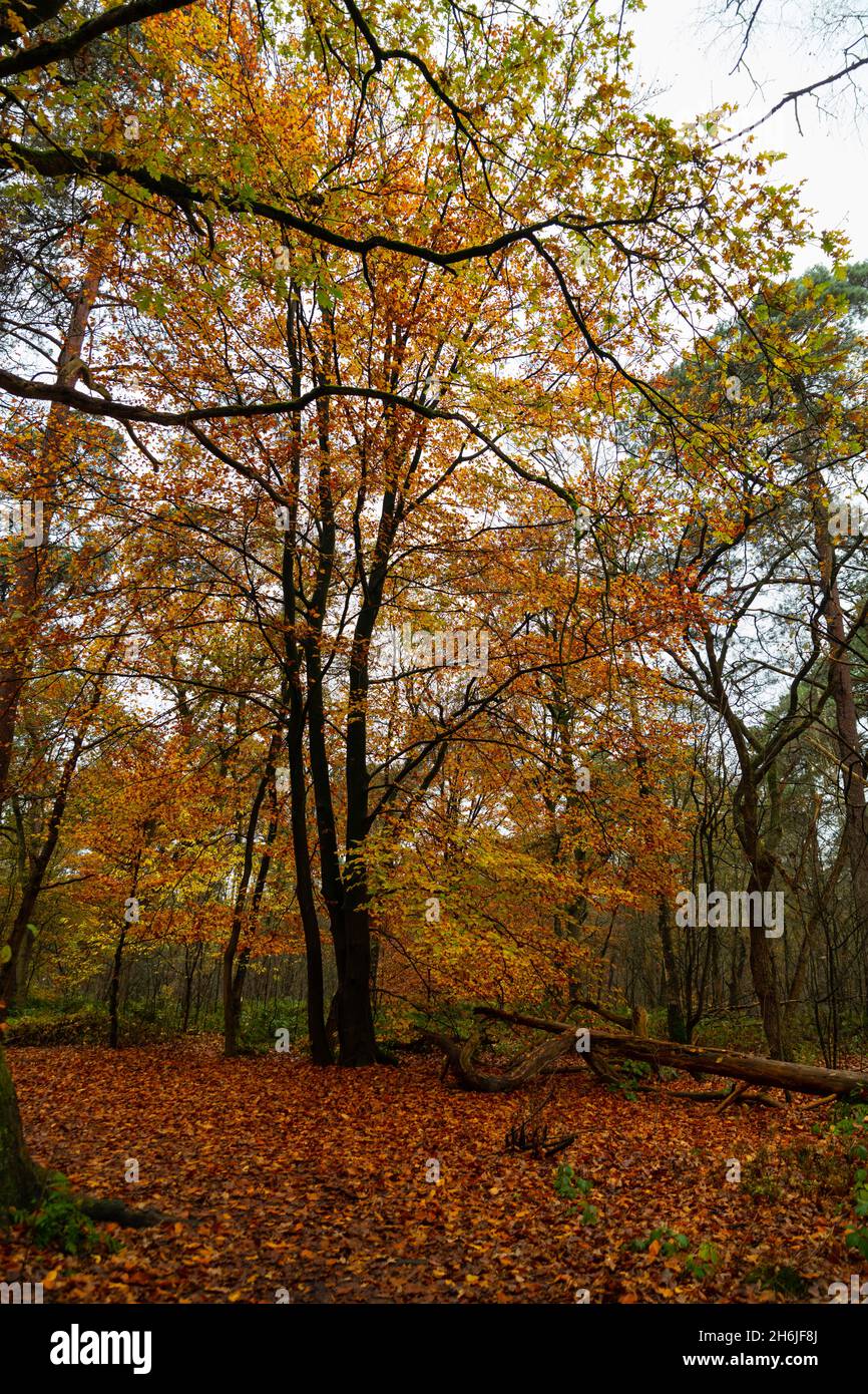 Wald mit allen möglichen Farben im Herbst Stockfoto