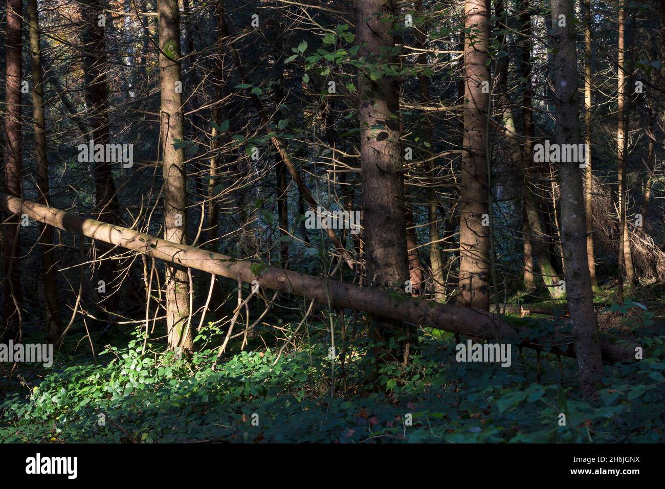 Gefallene Nadelbäume mit abgestorbenen Ästen in einem europäischen Wald im suny-Licht. Natürliches Bild als Symbol für den Waldbruch und den Klimawandel Stockfoto