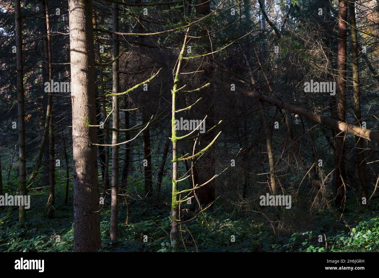 Nadelbäume mit abgestorbenen Ästen in einem deutschen Wald im Licht der Sonne. Dunkles Naturfoto als Symbol für den Waldverbruch und den Klimawandel Stockfoto