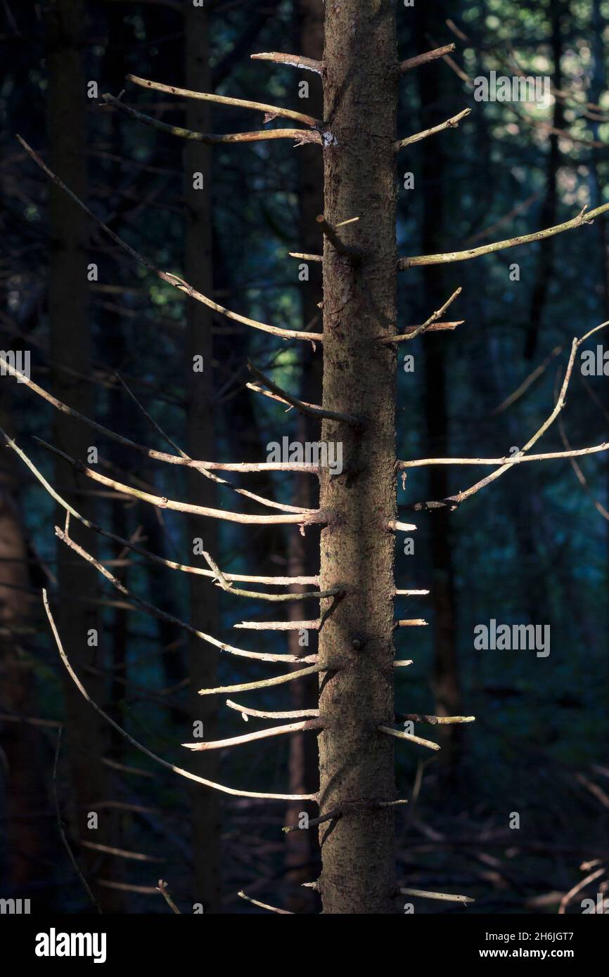 Nadelbaum mit abgestorbenen Ästen in einem deutschen Wald im Licht der Sonne. Dunkles Naturbild als Symbol für den Waldbruch und den Klimawandel Stockfoto