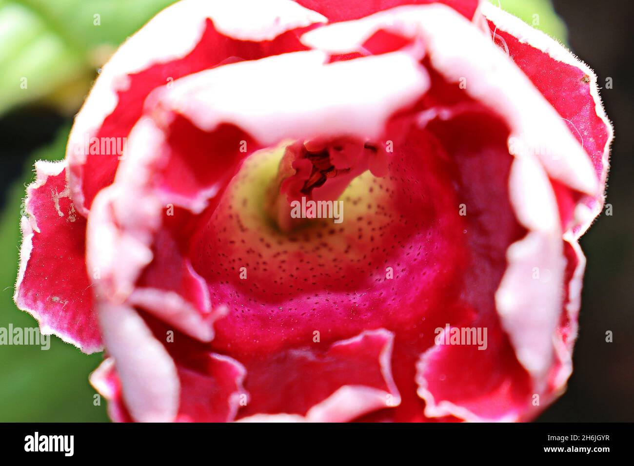Nahaufnahme der Gloxinia (Sinningia speciosa), rote Blume, Zierpflanze, zeigt ihr Inneres mit Stempel und Staubgefäßen. Stockfoto