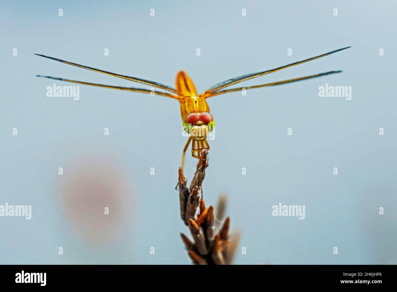 Asiatische Erdlauch-Libelle (Brachythemis contaminata) durch Fischteich, Rammang-Rammang, Maros, Sulawesi, Indonesien, Südostasien, Asien Stockfoto