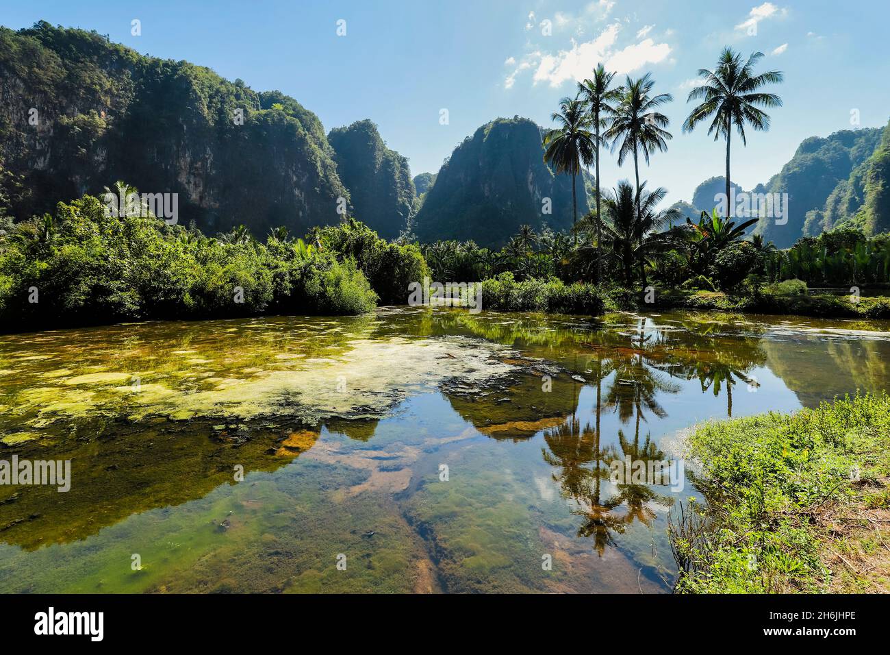 Kalksteinspitzen und Palmen, die sich auf dem Fischteich in der Karstregion, in Rammang-Rammang, Maros, Sulawesi, Indonesien, Südostasien, Asien Stockfoto