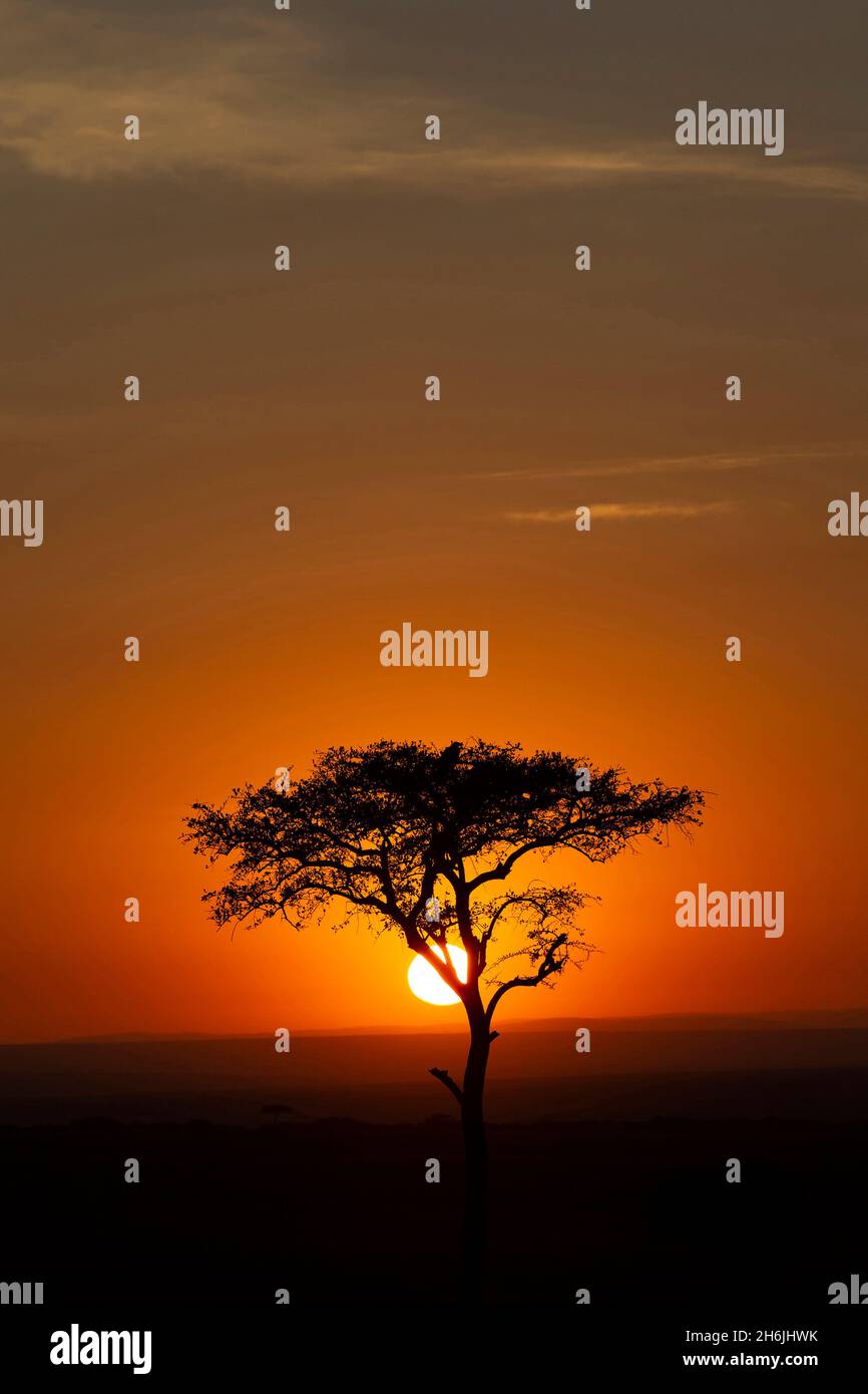 Afrikanischer Baum bei Sonnenuntergang, Masai Mara National Reserve, Kenia, Ostafrika, Afrika Stockfoto