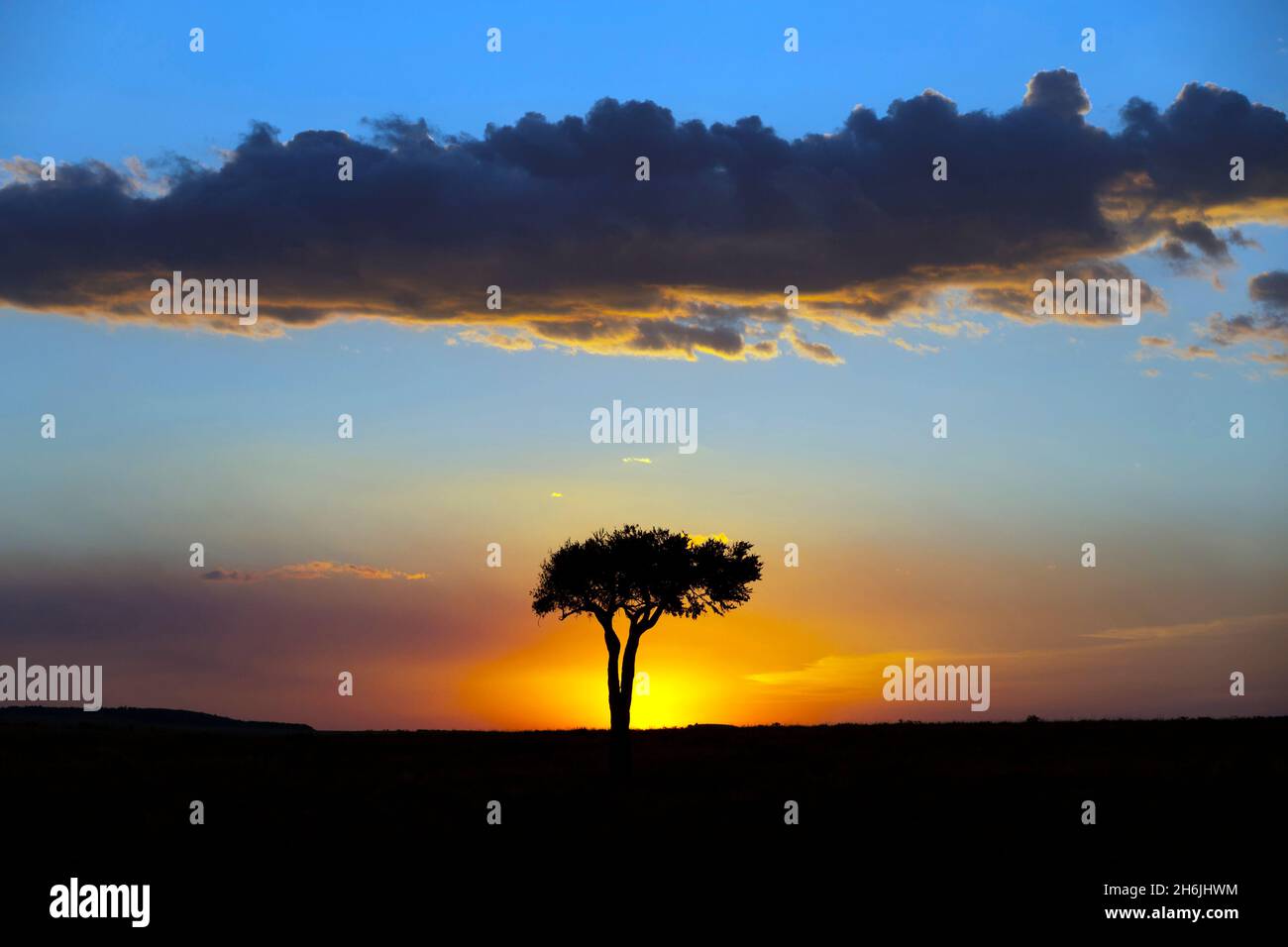 Afrikanischer Baum bei Sonnenuntergang, Masai Mara National Reserve, Kenia, Ostafrika, Afrika Stockfoto
