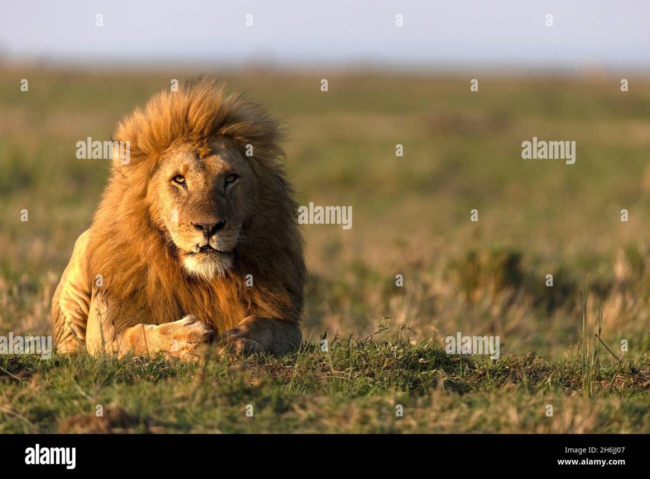 Männlicher Löwe (Panthera leo) in Savanne, Masai Mara National Reserve, Kenia, Ostafrika, Afrika Stockfoto