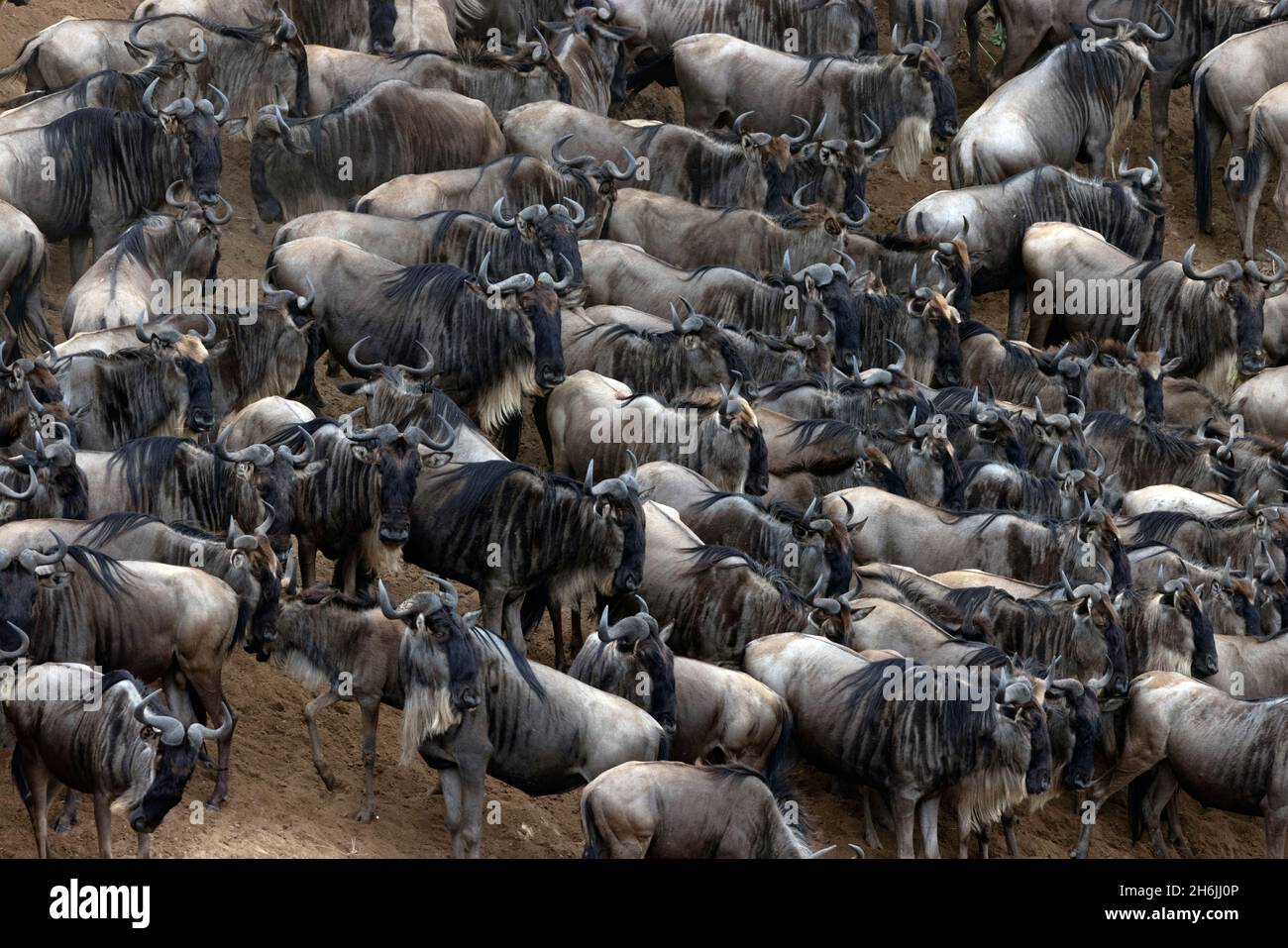 Migration der Wildnis (Connochaetes taurinus, Masai Mara National Reserve. Kenia, Ostafrika, Afrika Stockfoto