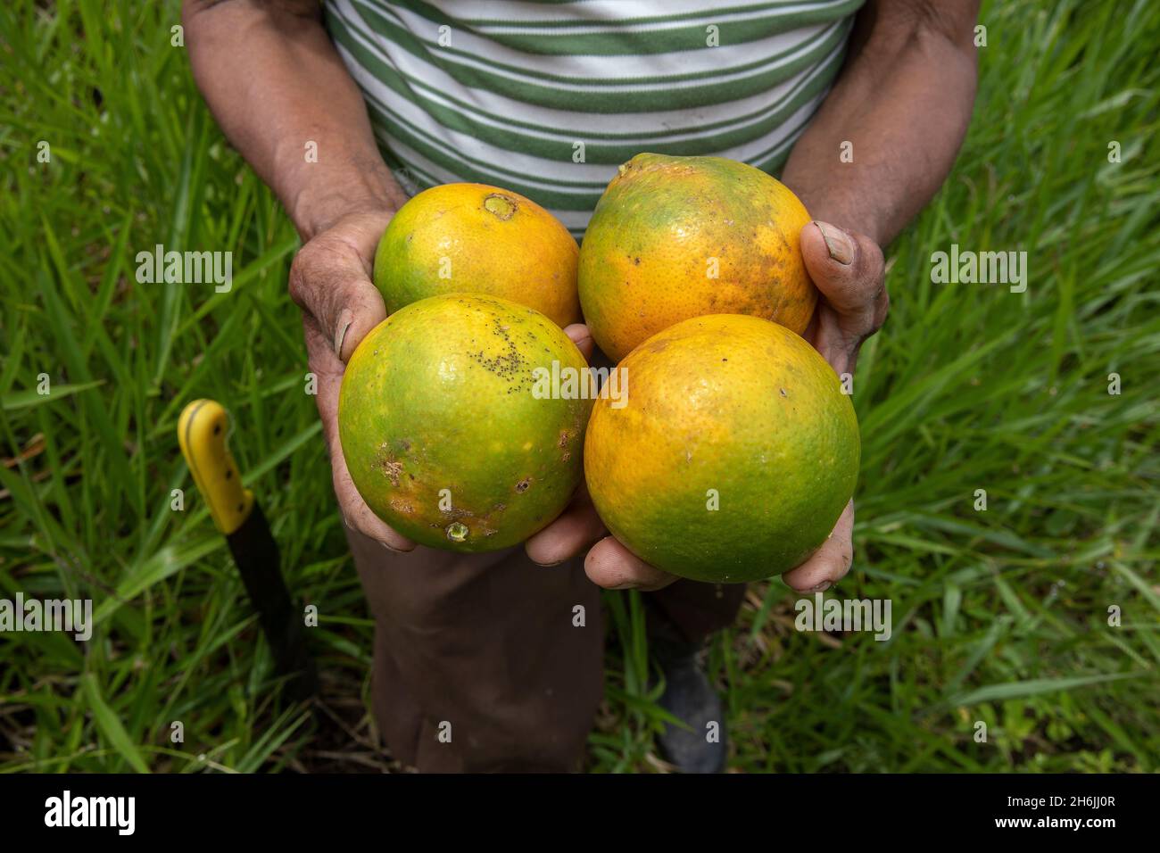 Farmer, der Orangen im Intag Valley, Ecuador, Südamerika anbietet Stockfoto