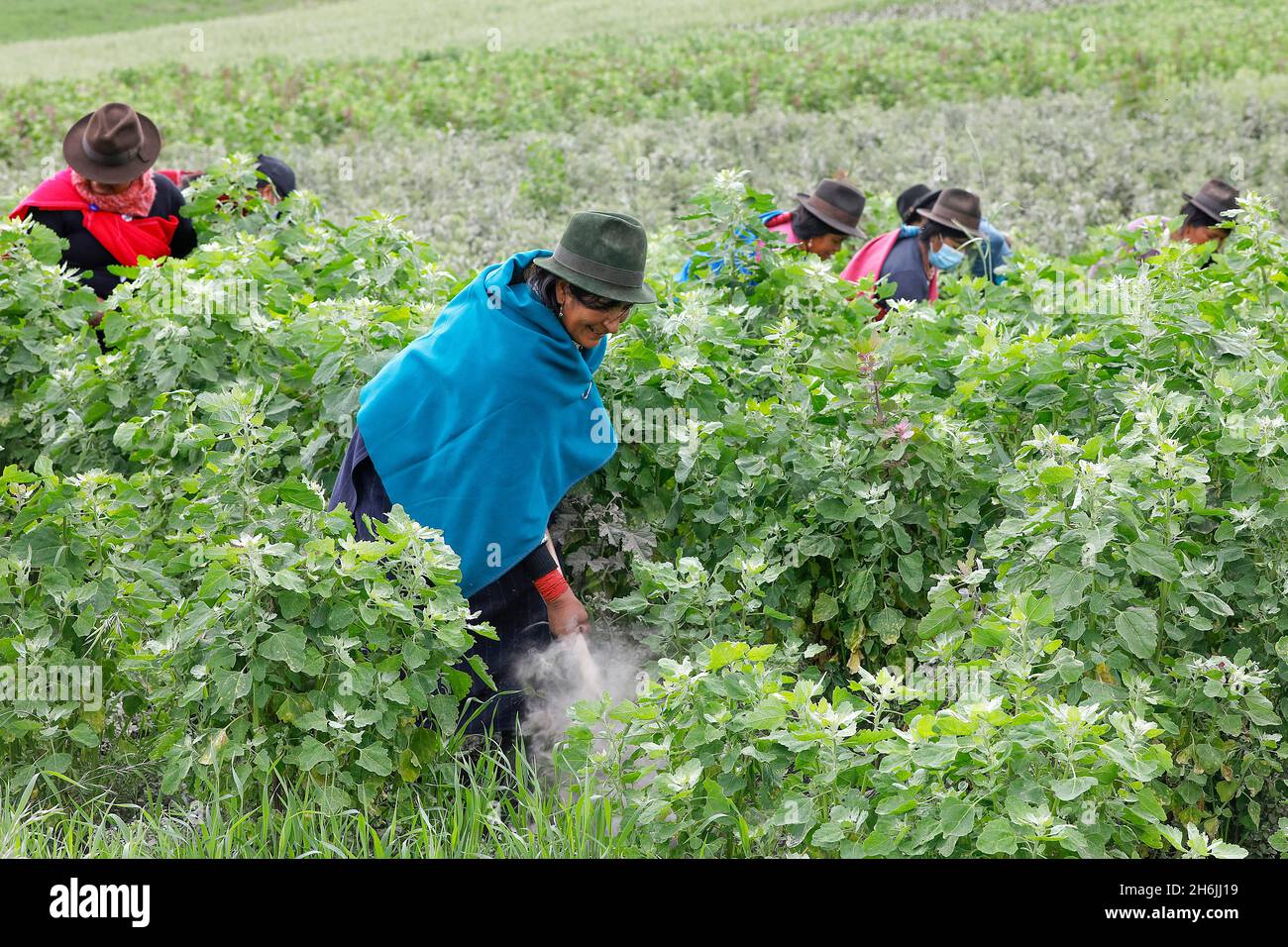 Indigene Frauen, die in einem Quinoa-Feld in San Jose de Tanquis, Ecuador, Südamerika arbeiten Stockfoto