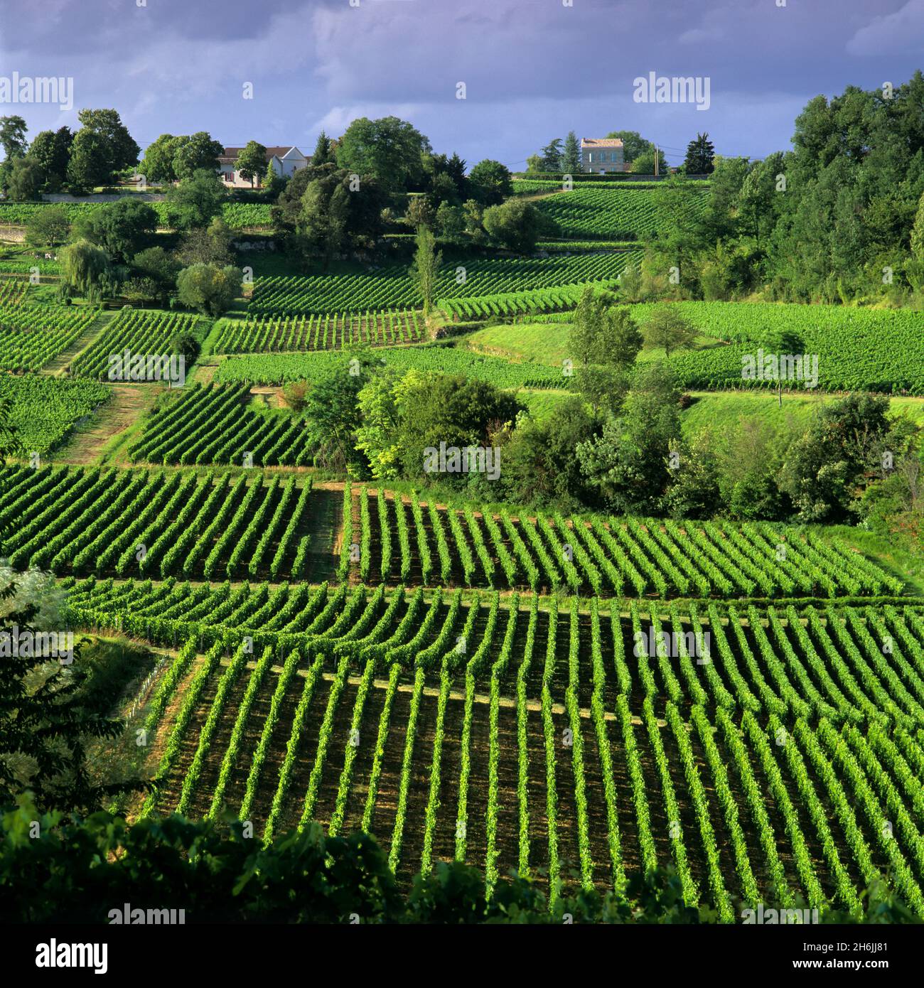 Blick über die Weinberge, Saint Emilion, Nouvelle Aquitaine, Frankreich, Europa Stockfoto