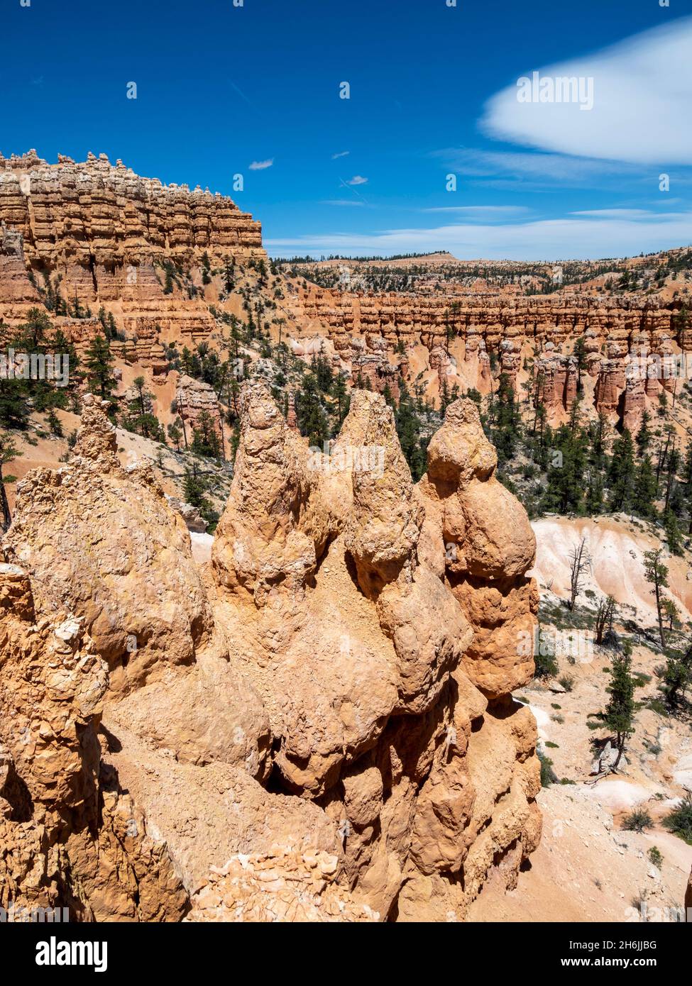 Ein Blick auf die Hoodoos vom Fairyland Trail im Bryce Canyon National Park, Utah, USA, Nordamerika Stockfoto