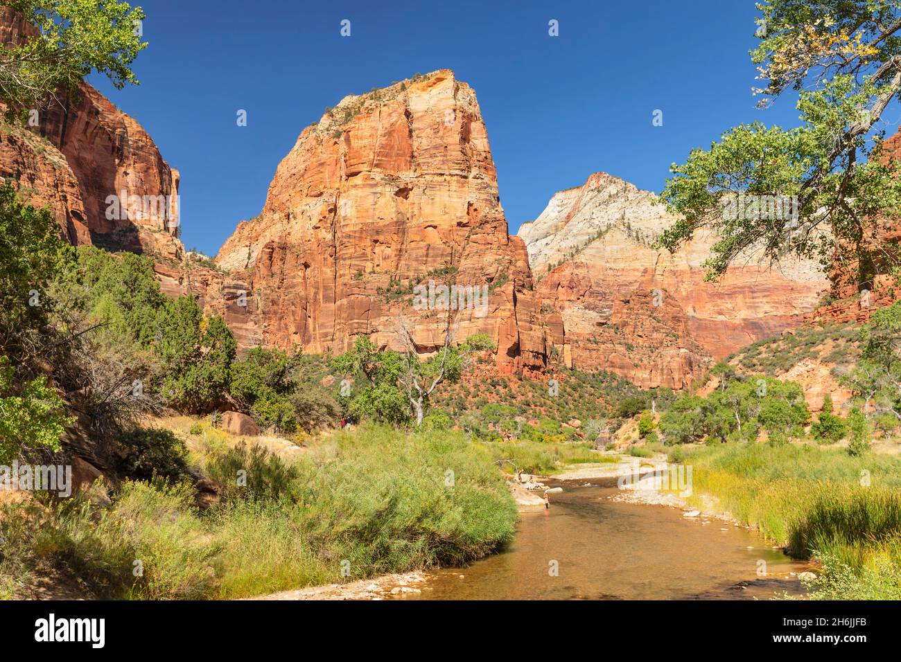 Virgin River und Angel's Landing, Zion National Park, Colorado Plateau, Utah, Vereinigte Staaten von Amerika, Nordamerika Stockfoto