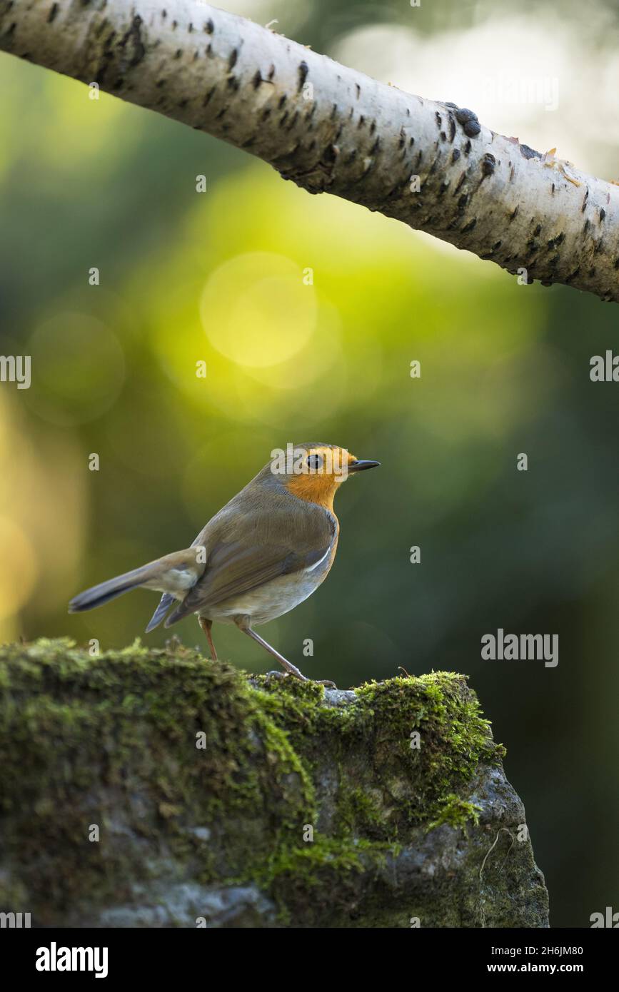 Robin fotografiert in einem Garten in North Yorkshire, England, Großbritannien, Europa Stockfoto