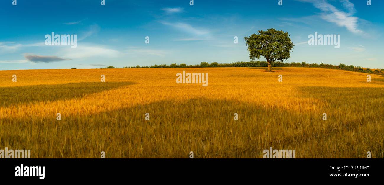 Feld von Goldgerste und Einzelbaum, Glapwell, Chesterfield, Derbyshire, England, Vereinigtes Königreich, Europa Stockfoto