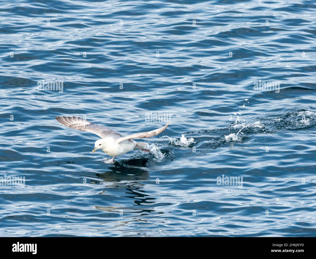 Ein erwachsener Nordfulmar (Fulmarus glacialis), der vor der Ostküste Grönlands, Polarregionen, fliegt Stockfoto