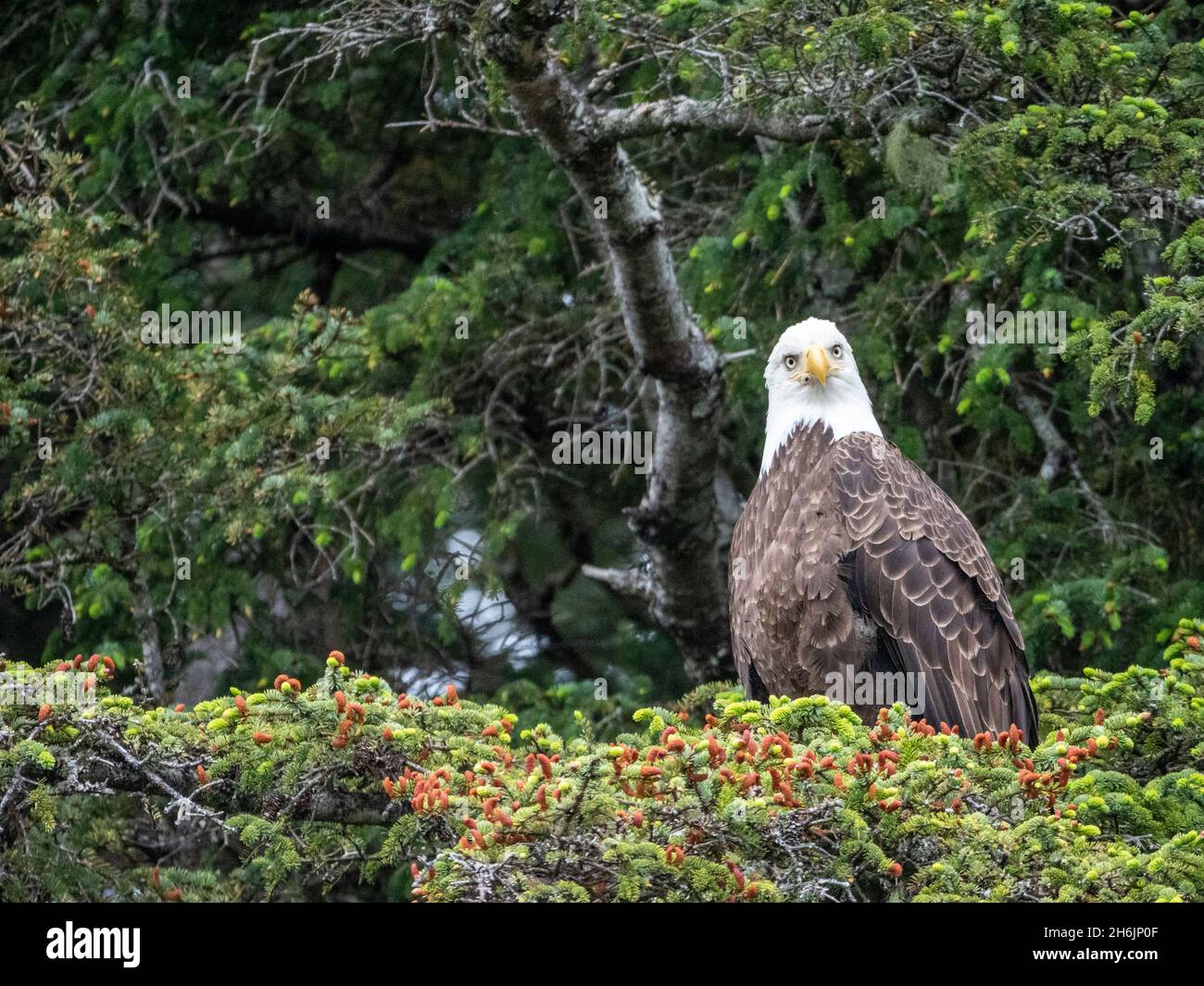 Ein erwachsener Weißkopfseeadler (Haliaeetus leucocephalus, auf den Inischen Inseln, Südost-Alaska, Vereinigte Staaten von Amerika, Nordamerika Stockfoto