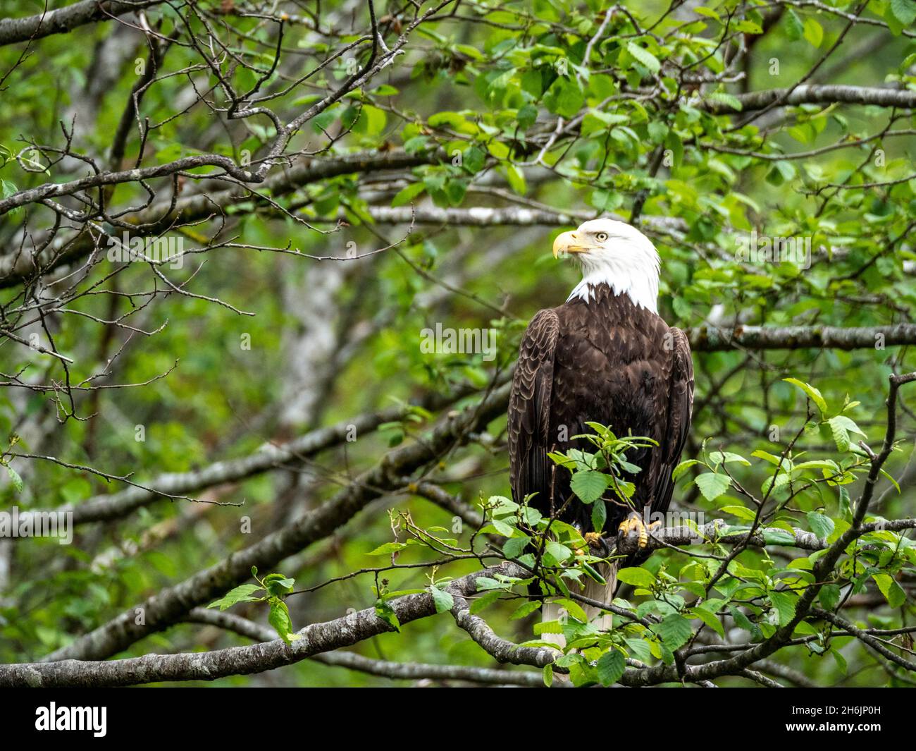 Ein erwachsener Weißkopfseeadler (Haliaeetus leucocephalus, auf den Inischen Inseln, Südost-Alaska, Vereinigte Staaten von Amerika, Nordamerika Stockfoto