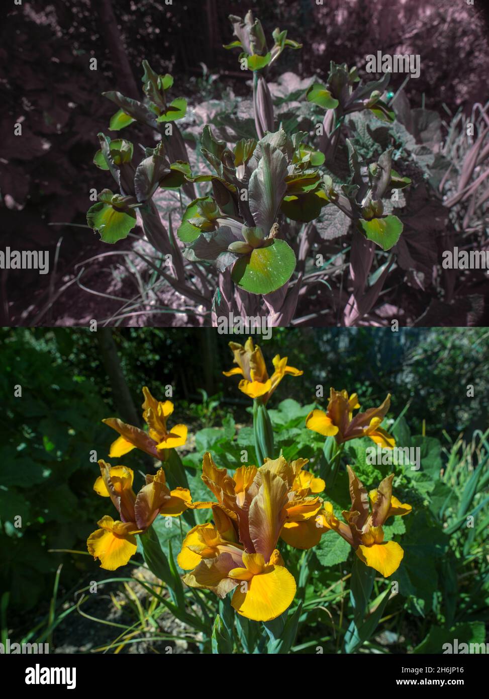 Vergleich der möglichen Biene oder Insektensehung in verschiedenen Teilen Sichtbares Spektrum, das UV-Signaturen umreißt, um Insekten zu Nektarien zu führen Zur Bestäubung Stockfoto