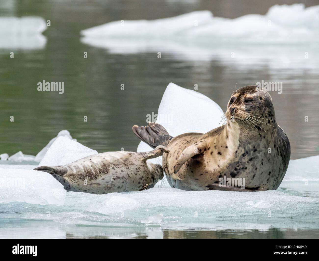 Hafenrobbe (Phoca vitulina, Mutter und Welpe auf Eis am South Sawyer Glacier, Tracy Arm, Southeast Alaska, Vereinigte Staaten von Amerika, Nordamerika Stockfoto