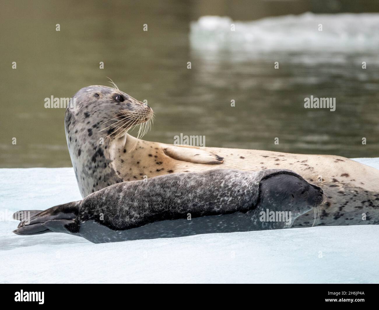 Hafenrobbe (Phoca vitulina, Mutter und Welpe auf Eis am South Sawyer Glacier, Tracy Arm, Southeast Alaska, USA. Stockfoto