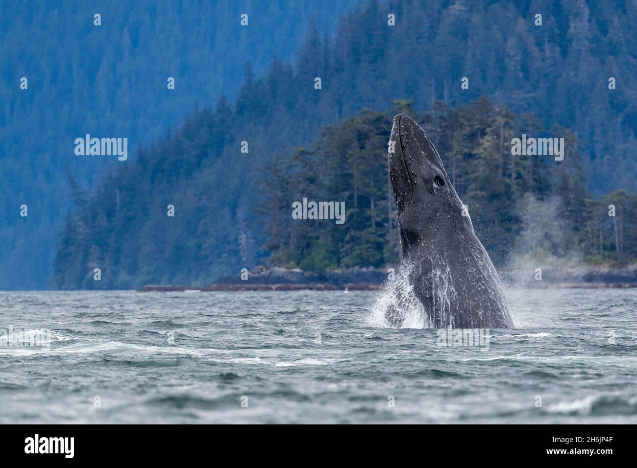 Adulter Buckelwal (Megaptera novaeangliae, Breaching in Sitka Sound, Southeast Alaska, Vereinigte Staaten von Amerika, Nordamerika Stockfoto