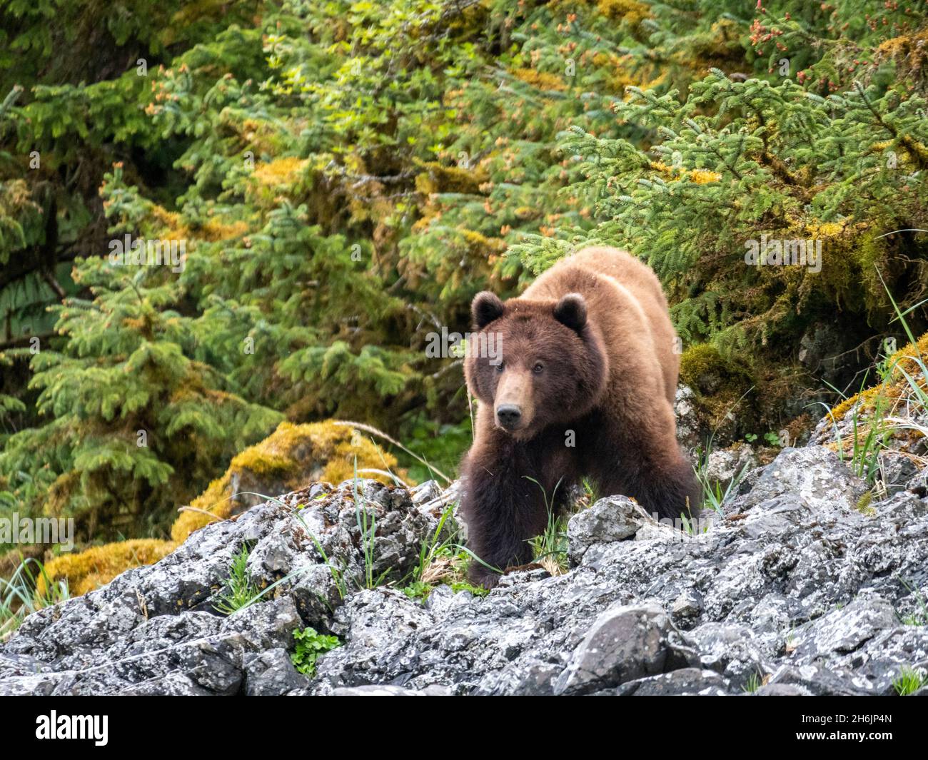 Ein erwachsener Braunbär (Ursus arctos, im Gras, Lake Eva, Baranof Island, Southeast Alaska, Vereinigte Staaten von Amerika, Nordamerika Stockfoto