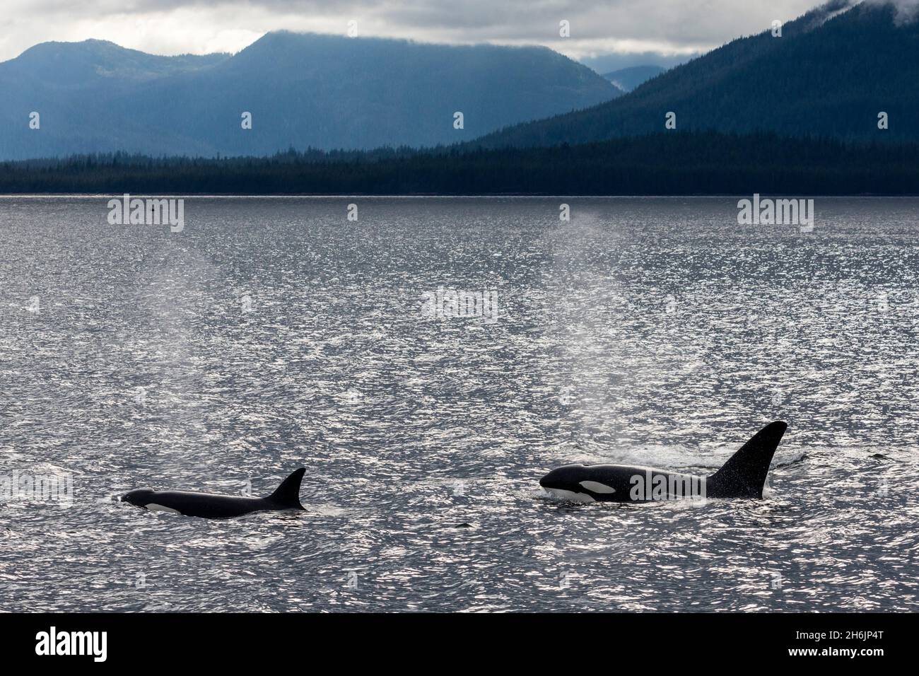 Erwachsene Bullenkiller-Wale (Orcinus Orca, an der Oberfläche der Cleveland Peninsula, Südost-Alaska, Vereinigte Staaten von Amerika, Nordamerika Stockfoto