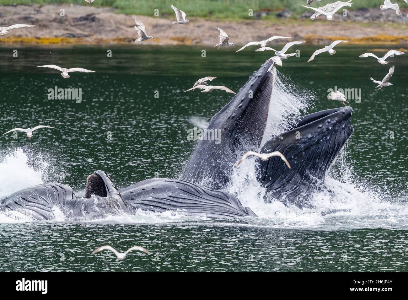 Erwachsene Buckelwale (Megaptera novaeangliae, Luftblasenfütterung in der Nähe des Morris Reef, Südost-Alaska, Vereinigte Staaten von Amerika, Nordamerika Stockfoto