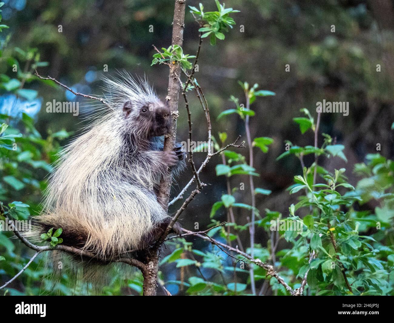 Ein erwachsenes nordamerikanisches Stachelschwein (Erethizon dorsatum, Bartlett Cove, Glacier Bay National Park, Southeast Alaska, Vereinigte Staaten von Amerika Stockfoto