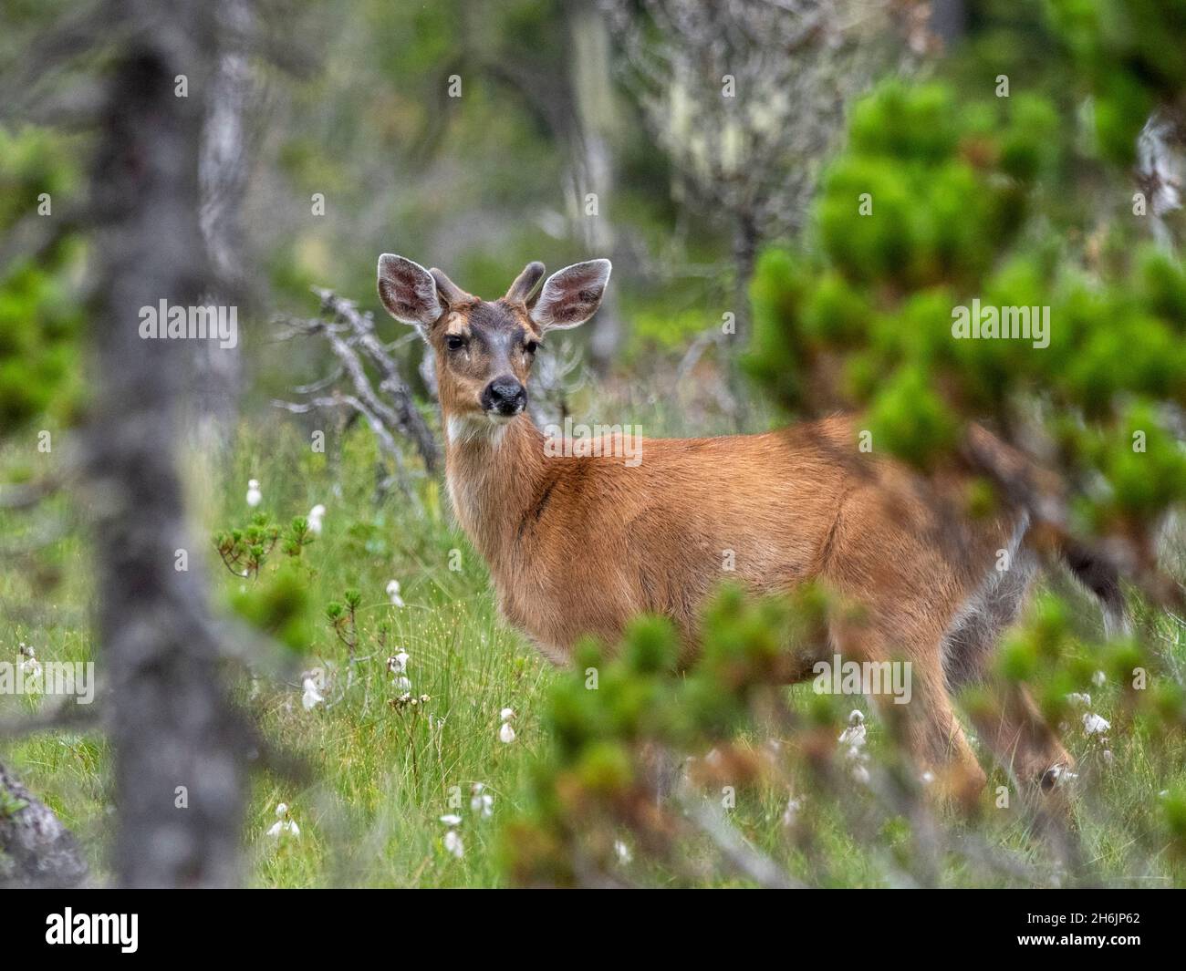 Ein junger Schwarzschwanzhirsch (Odocoileus hemionus sitkensis, auf dem Petersburg Trail, Southeast Alaska, Vereinigte Staaten von Amerika Stockfoto