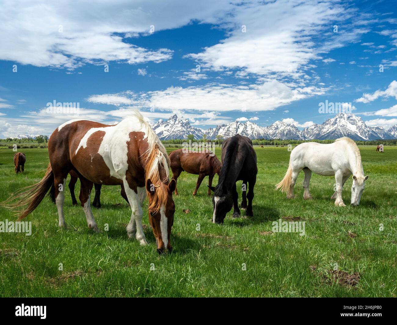 Erwachsene Pferde (Equus ferus caballus) grasen am Fuße der Grand Teton Mountains, Wyoming, Vereinigte Staaten von Amerika, Nordamerika Stockfoto