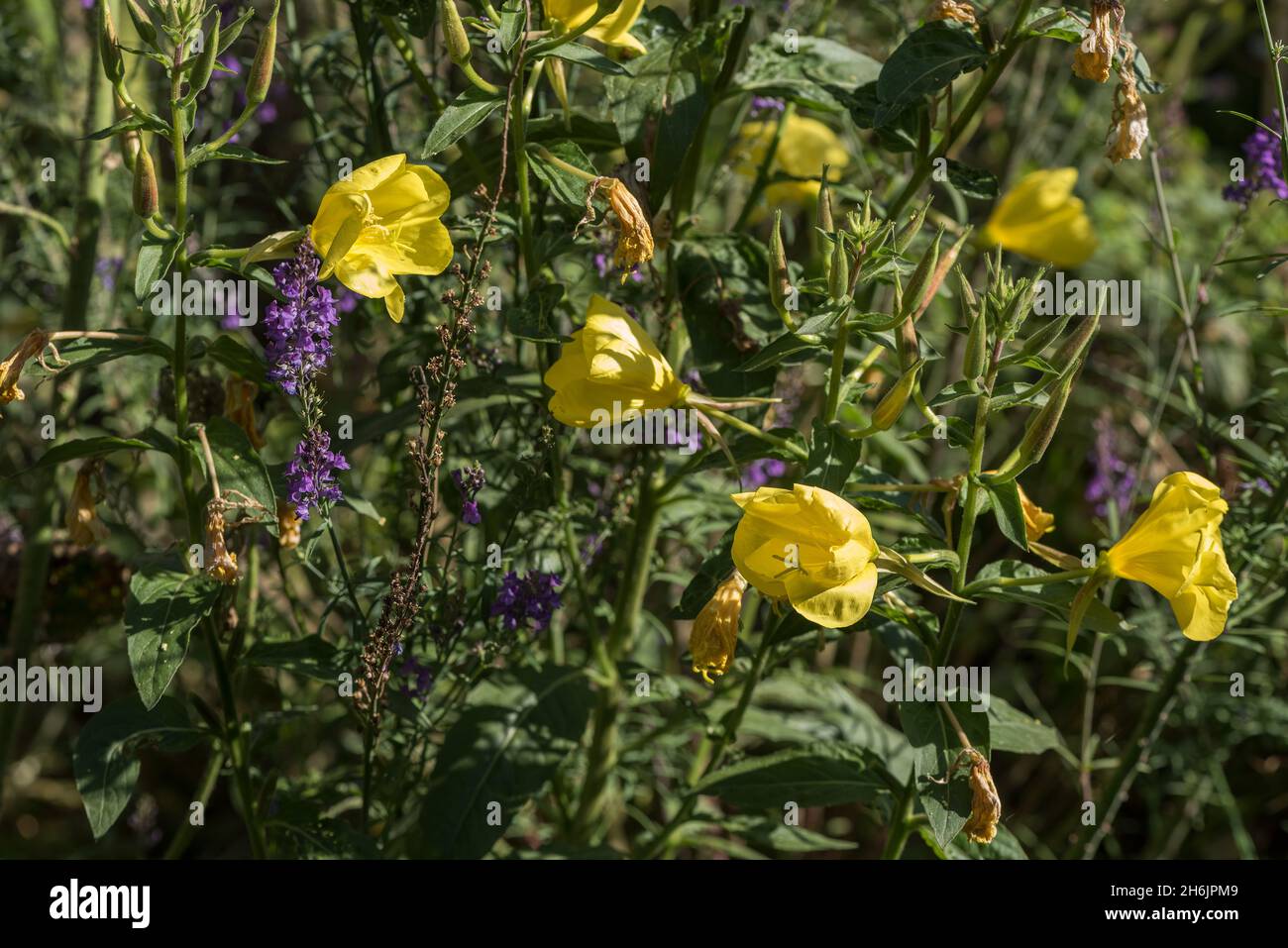 Bienen lieben lila Veronica spicata Blütenspitzen kontrastieren mit seiner komplimatären Farbe von leuchtend gelben Oenothera biennis, gemeiner Nachtkerze Stockfoto