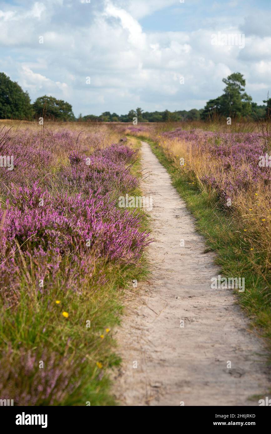 Wanderweg durch das Heideland-Naturschutzgebiet Groote Zand, Hooghalen, Drenthe, Niederlande Stockfoto