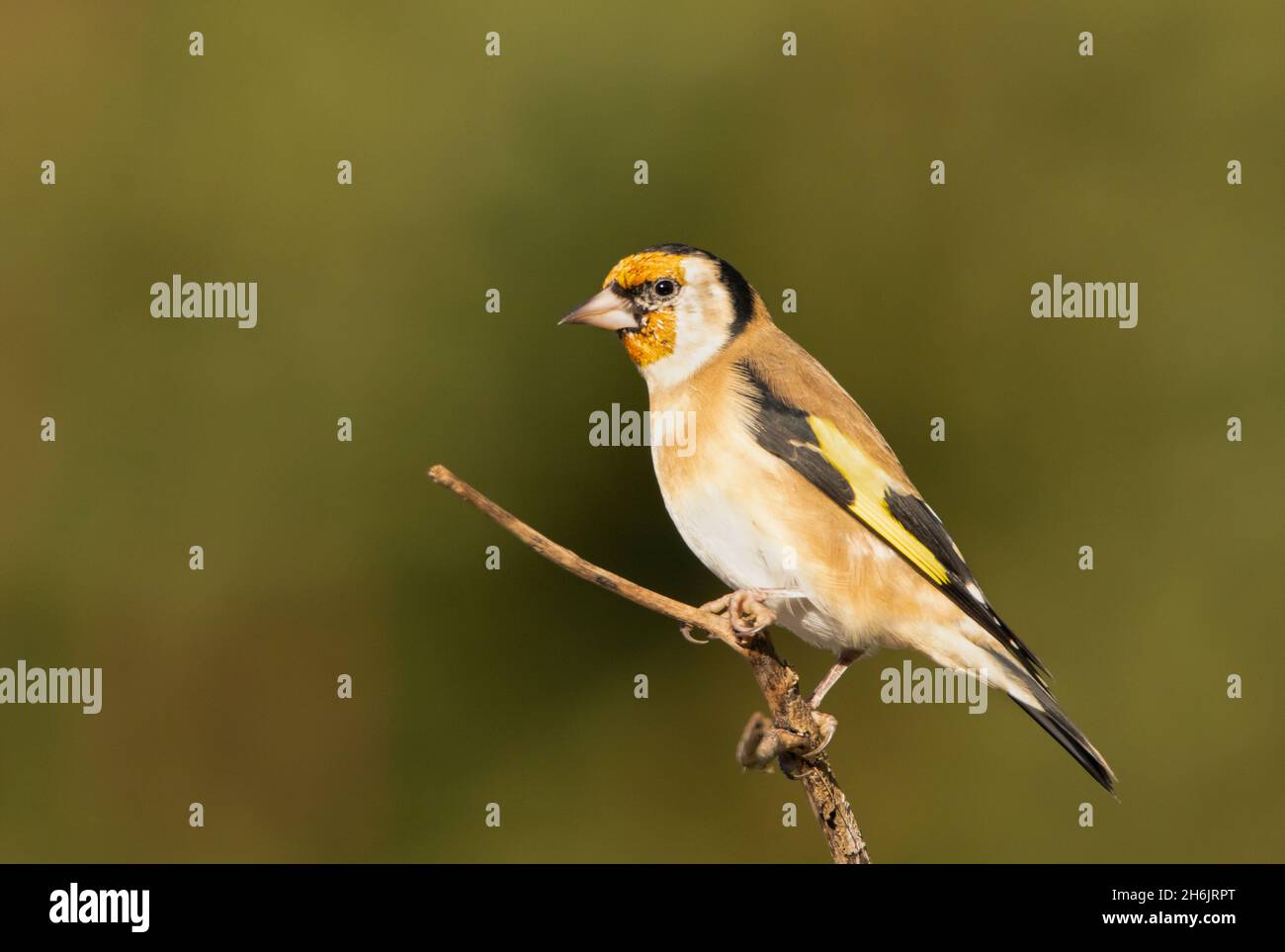 Goldfinch, Carduelis Carduelis, auf dem Land in Großbritannien, Herbst 2021 Stockfoto