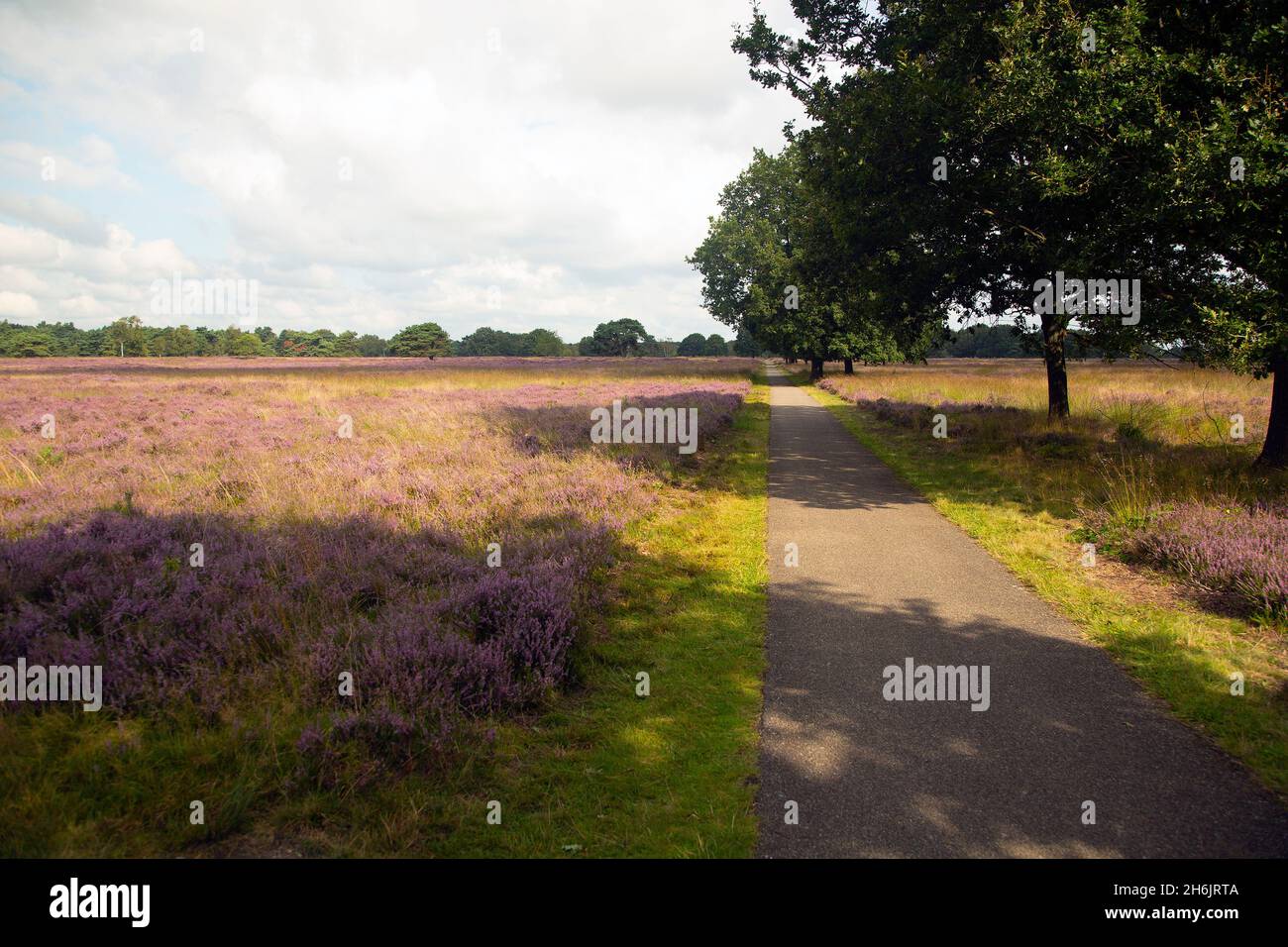 Radweg durch das Heideland-Naturschutzgebiet Groote Zand, Hooghalen, Drenthe, Niederlande Stockfoto