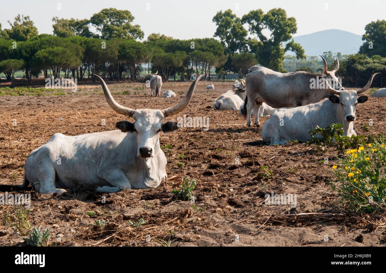 Maremmana, eine Rasse von Rindern in der Maremma, Maremmana Kühe, Capalbio, Provinz Grosseto, Toskana, Italien, Europa Stockfoto