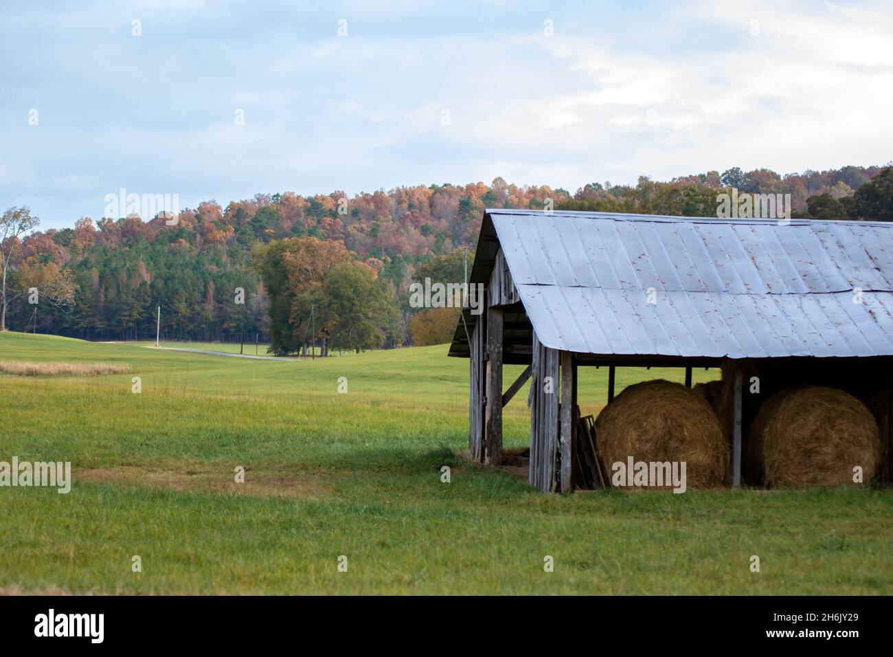 Ländlicher Hintergrund von runden Heuballen unter einer Stallscheune in einem grünen Feld mit Hang von bunten Herbstlaub im Hintergrund. Stockfoto