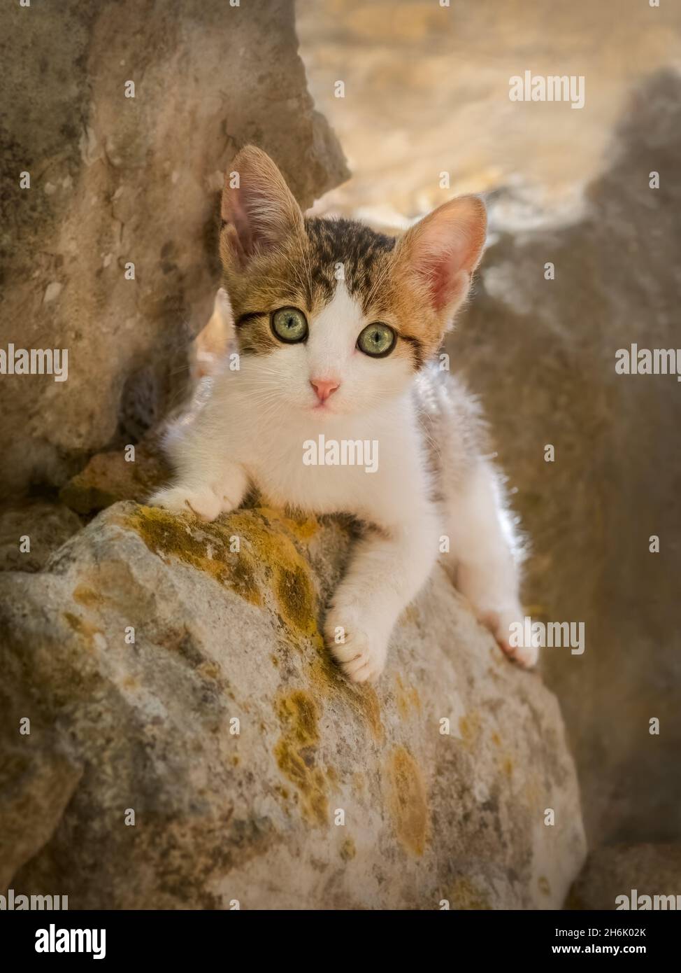 Neugieriges Kätzchen, zweifarbig weiß mit Tabby-Muster, posiert auf einer felsigen Wand und schaut aufmerksam mit schönen farbigen Augen, Griechenland Stockfoto