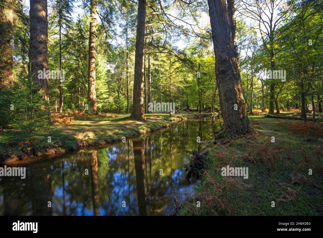 Blackwater Brook im Herbst, New Forest National Park, Hampshire, England, Großbritannien Stockfoto