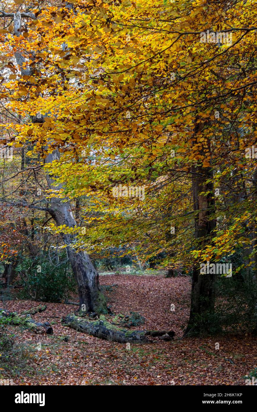 Schöne alte Bäume in ihren Herbstfarben Gold, Orangen, Gelb und Bronzen, Burnham Woods, Buckinghamshire, Großbritannien Stockfoto