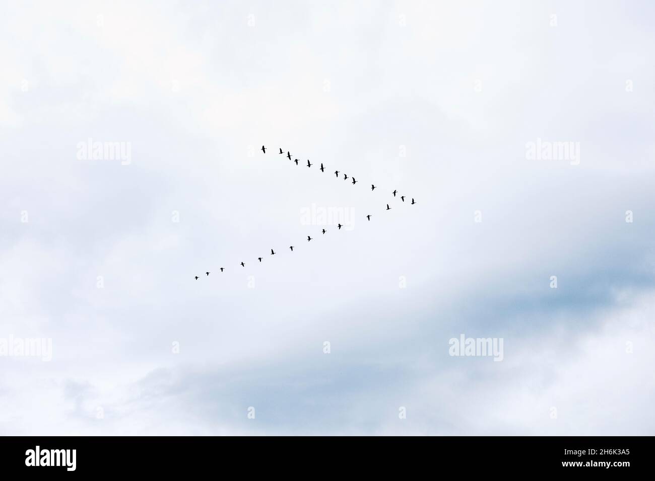 Gänse fliegen in einer klassischen V-Formation gegen den Himmel in Caernarfon, Gwynedd, Wales, Großbritannien, Stockfoto