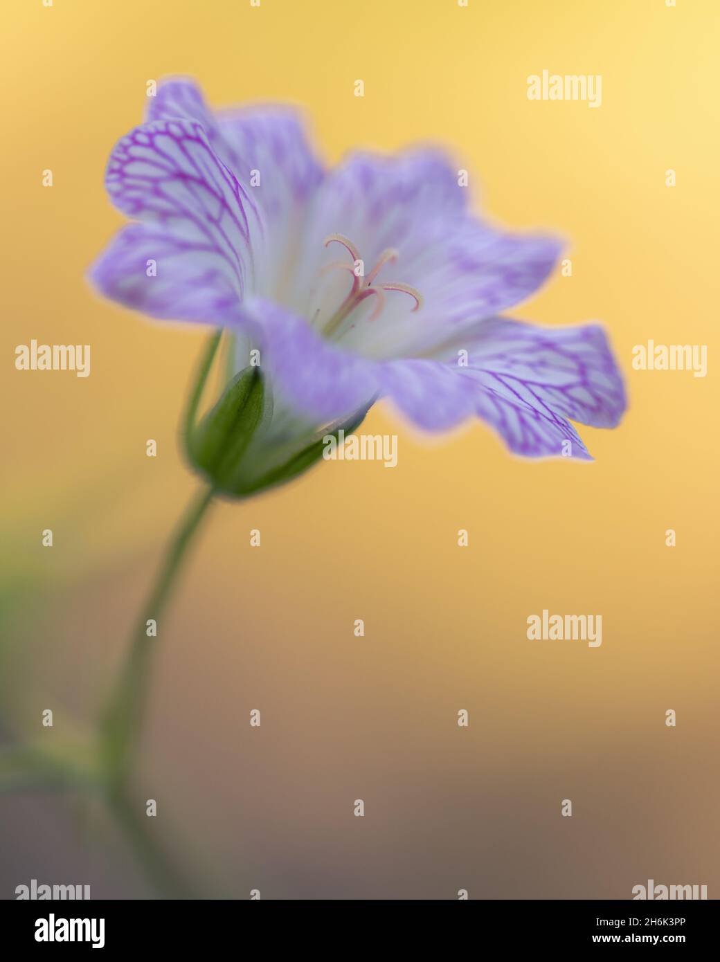 Blumen der Saison Stockfoto